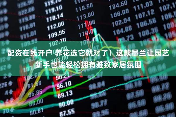 配资在线开户 养花选它就对了！这款墨兰让园艺新手也能轻松拥有雅致家居氛围